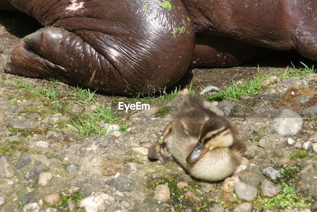 PORTRAIT OF YOUNG BIRD