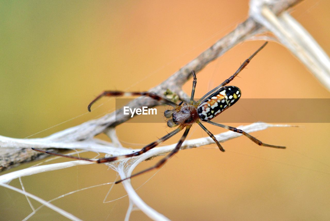 Close-up of spider