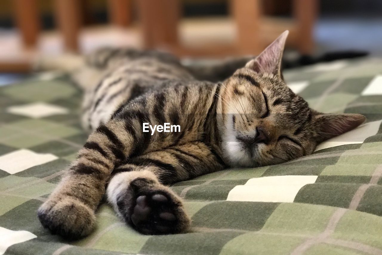 CLOSE-UP OF A CAT SLEEPING ON THE FLOOR