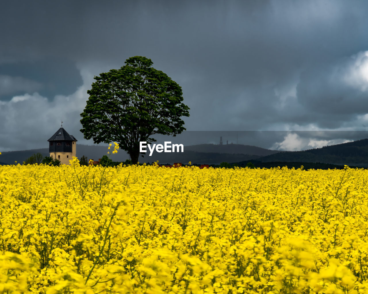 VIEW OF OILSEED RAPE FIELD