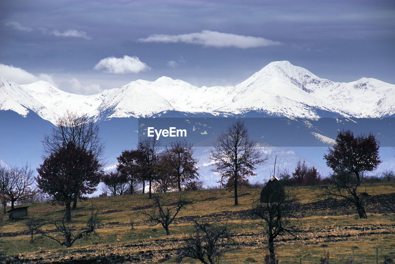 SCENIC VIEW OF TREES ON FIELD AGAINST SKY