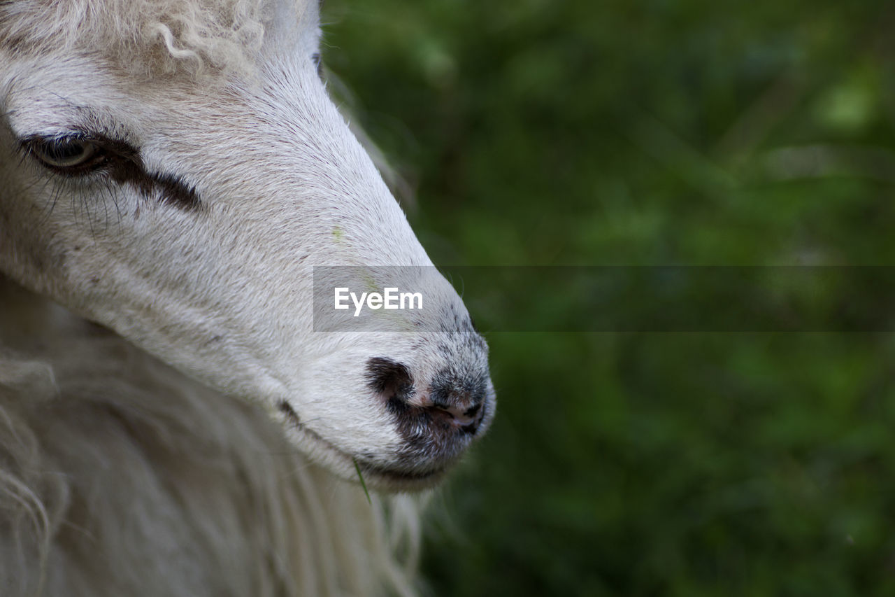 Close-up of a sheep on field