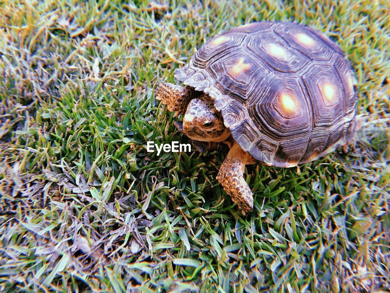 CLOSE-UP OF A TURTLE ON GROUND
