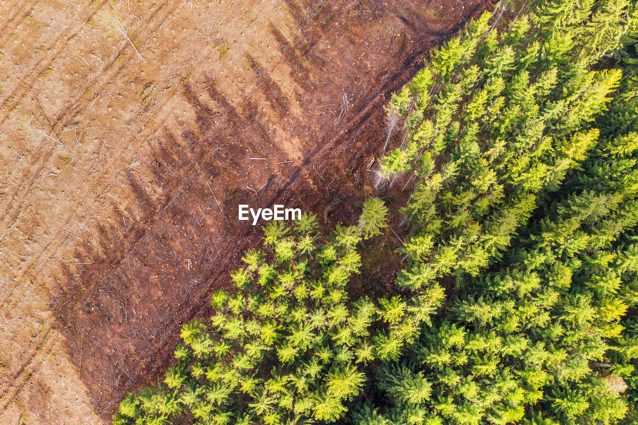 FULL FRAME SHOT OF TREES