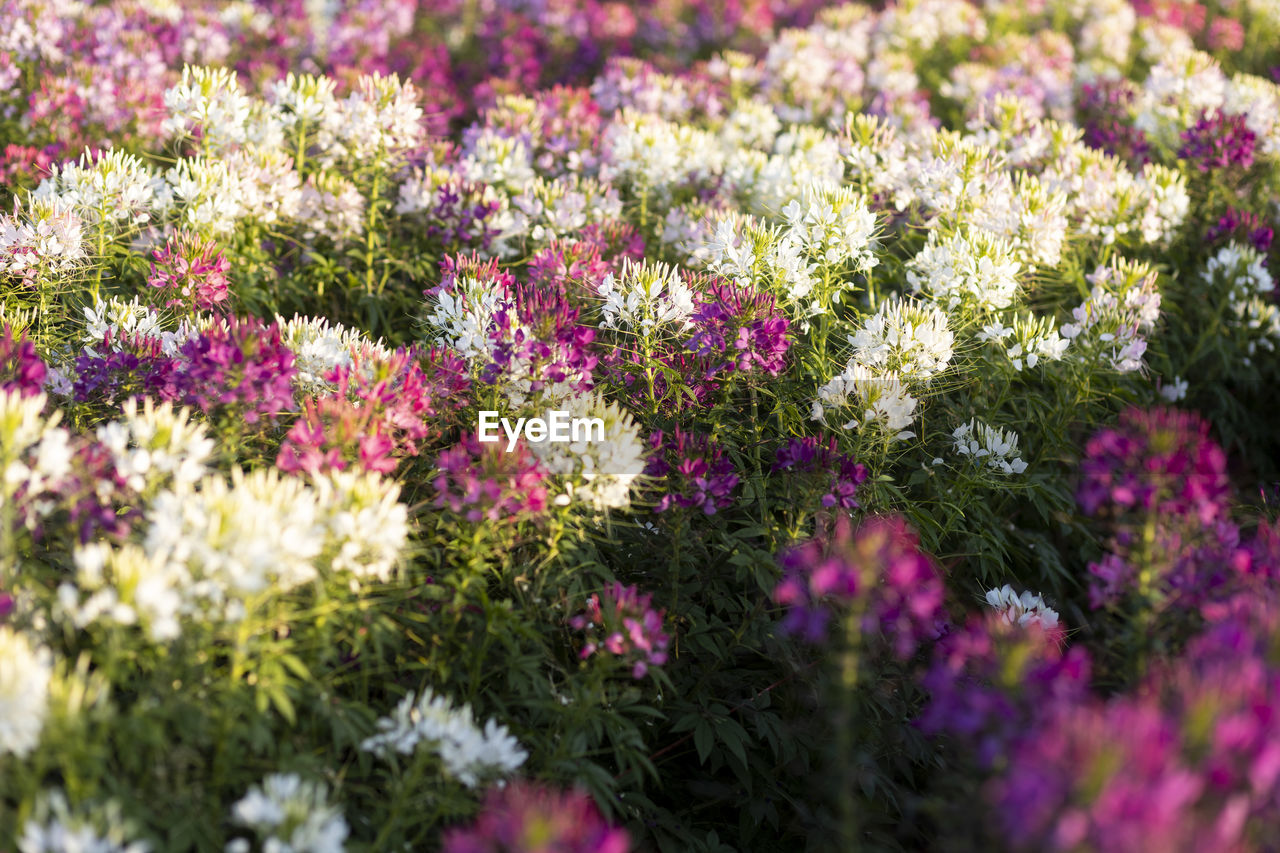 The flower is named cleome sparkler mix in the garden because of the experimental 