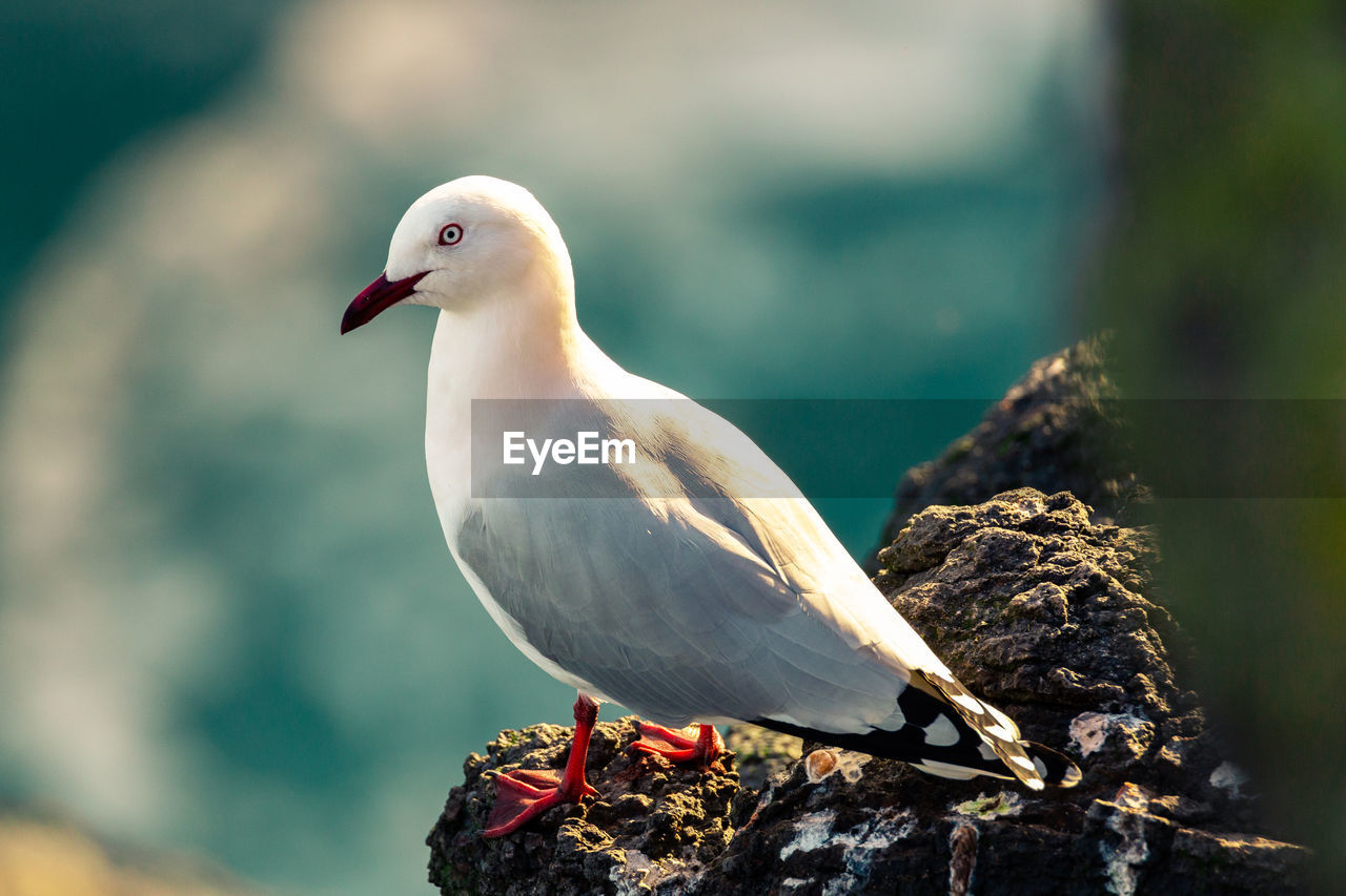 SEAGULL PERCHING ON ROCK