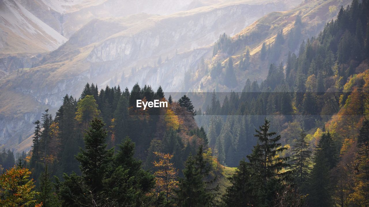 High angle view of pine trees on mountain