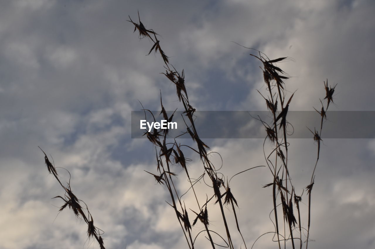 LOW ANGLE VIEW OF STALKS AGAINST CLOUDY SKY