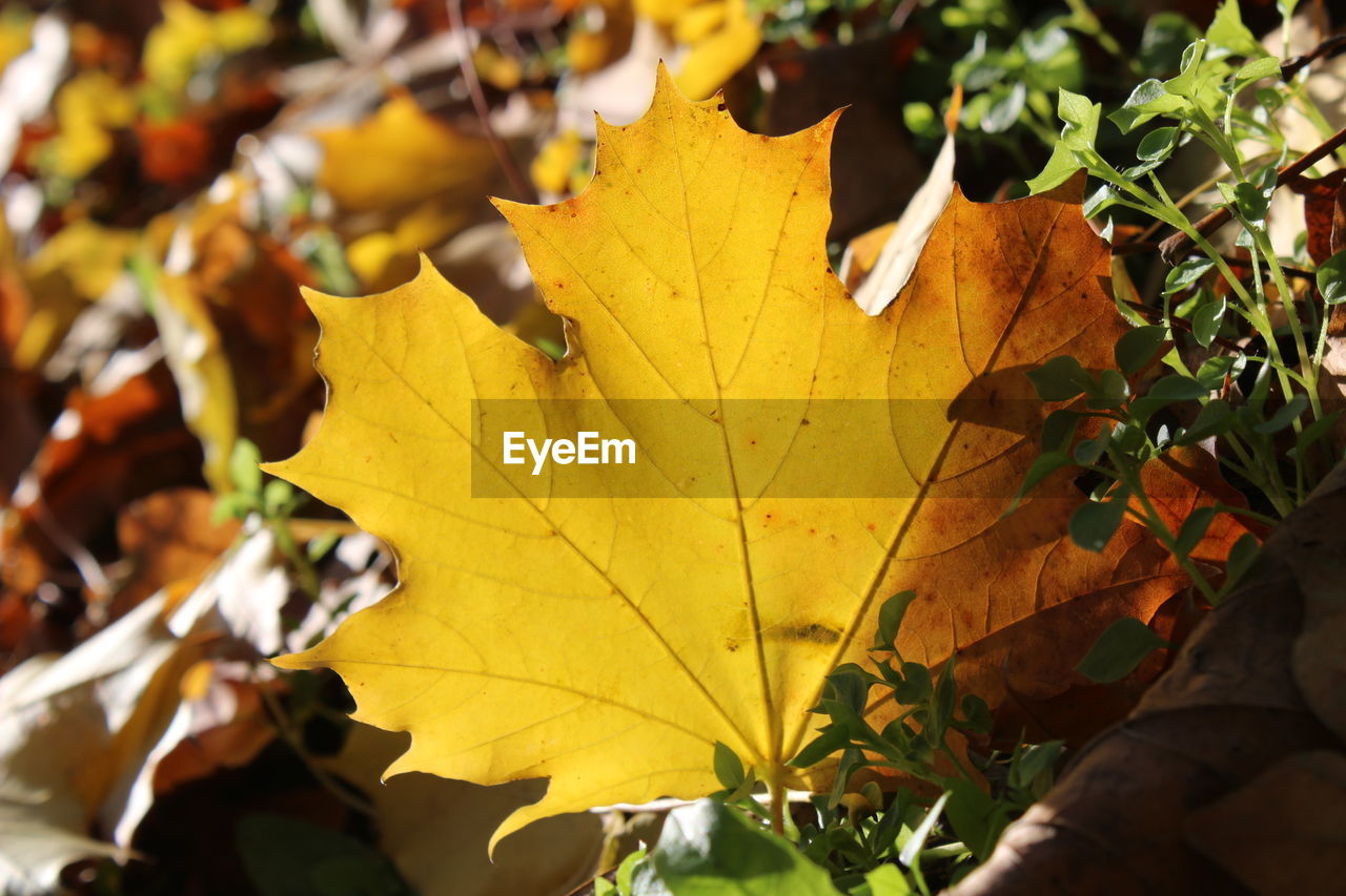 CLOSE-UP OF YELLOW MAPLE LEAVES