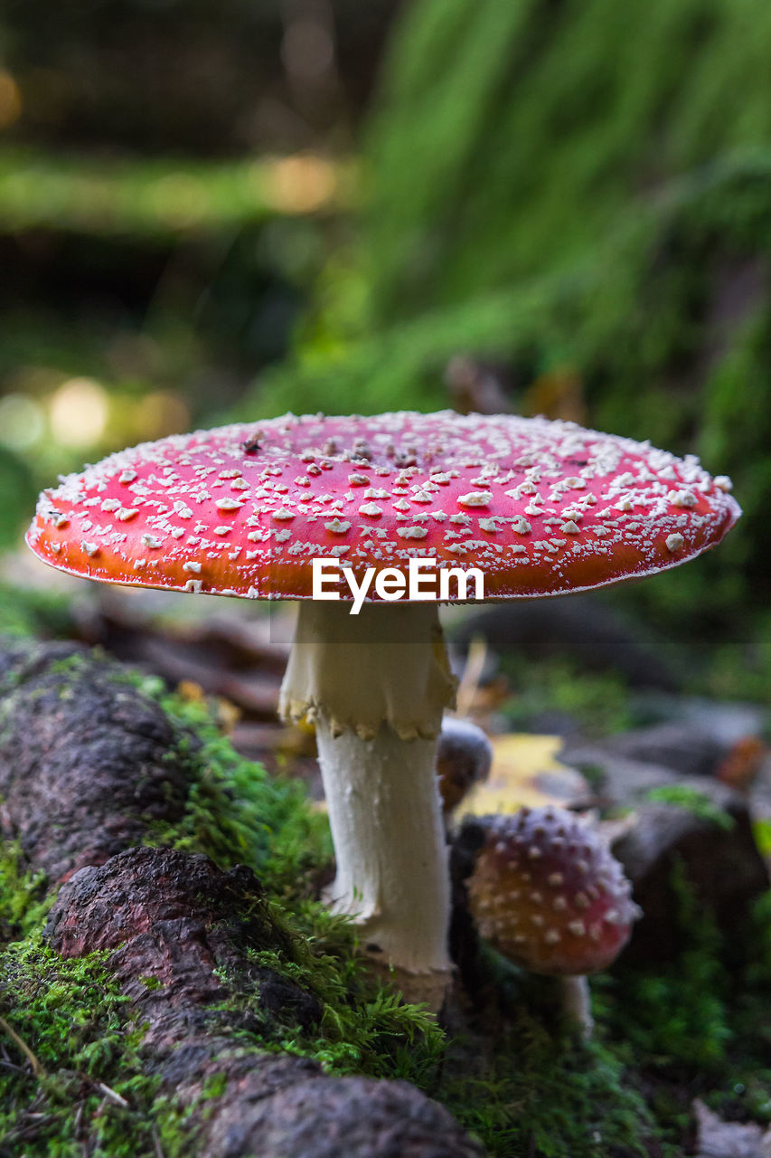 Close-up of fly agaric mushroom