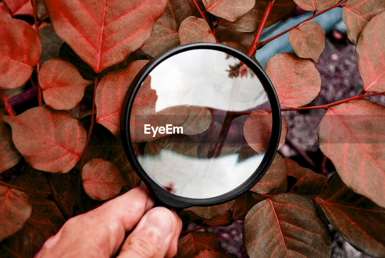 A man using a magnifying glass to look at the leaf