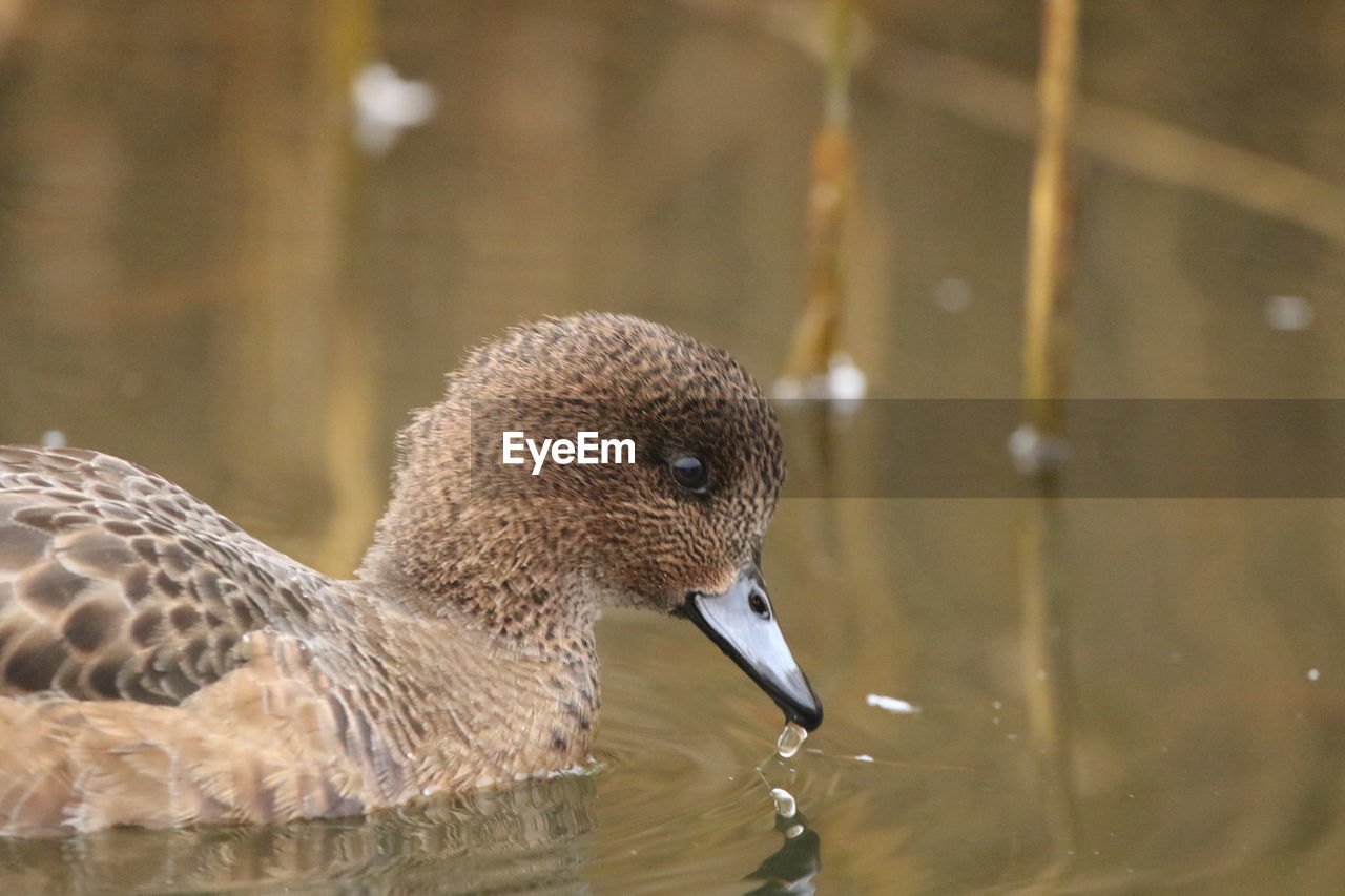 Close-up of duck in lake