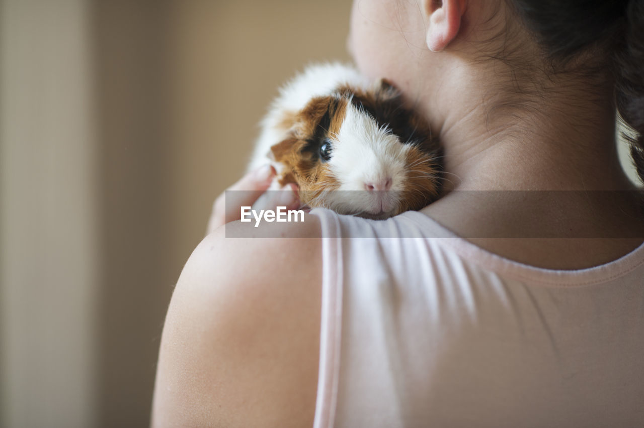 Girl holding small guinea pig pet over her shoulder