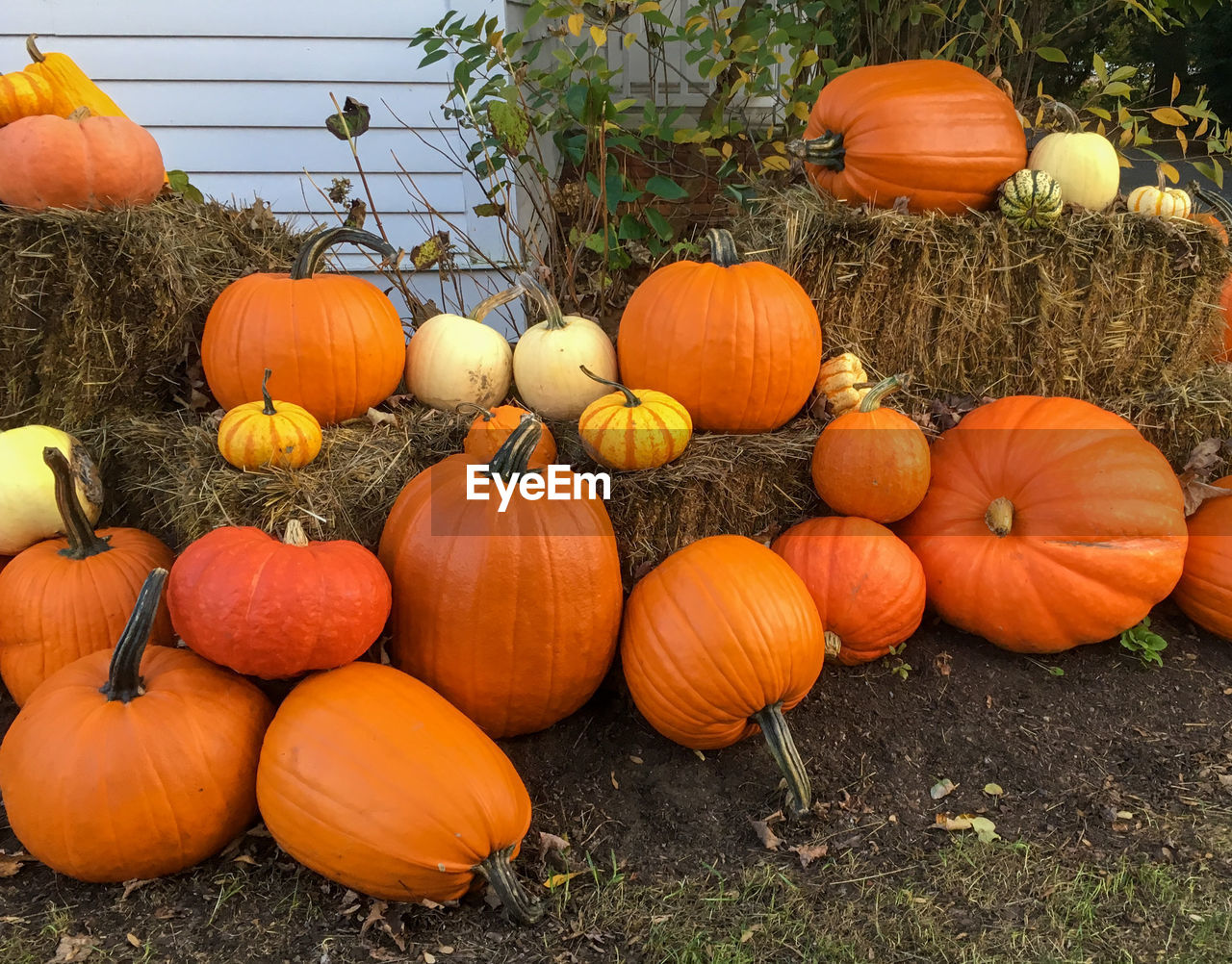 Pumpkins as decoration during autumn