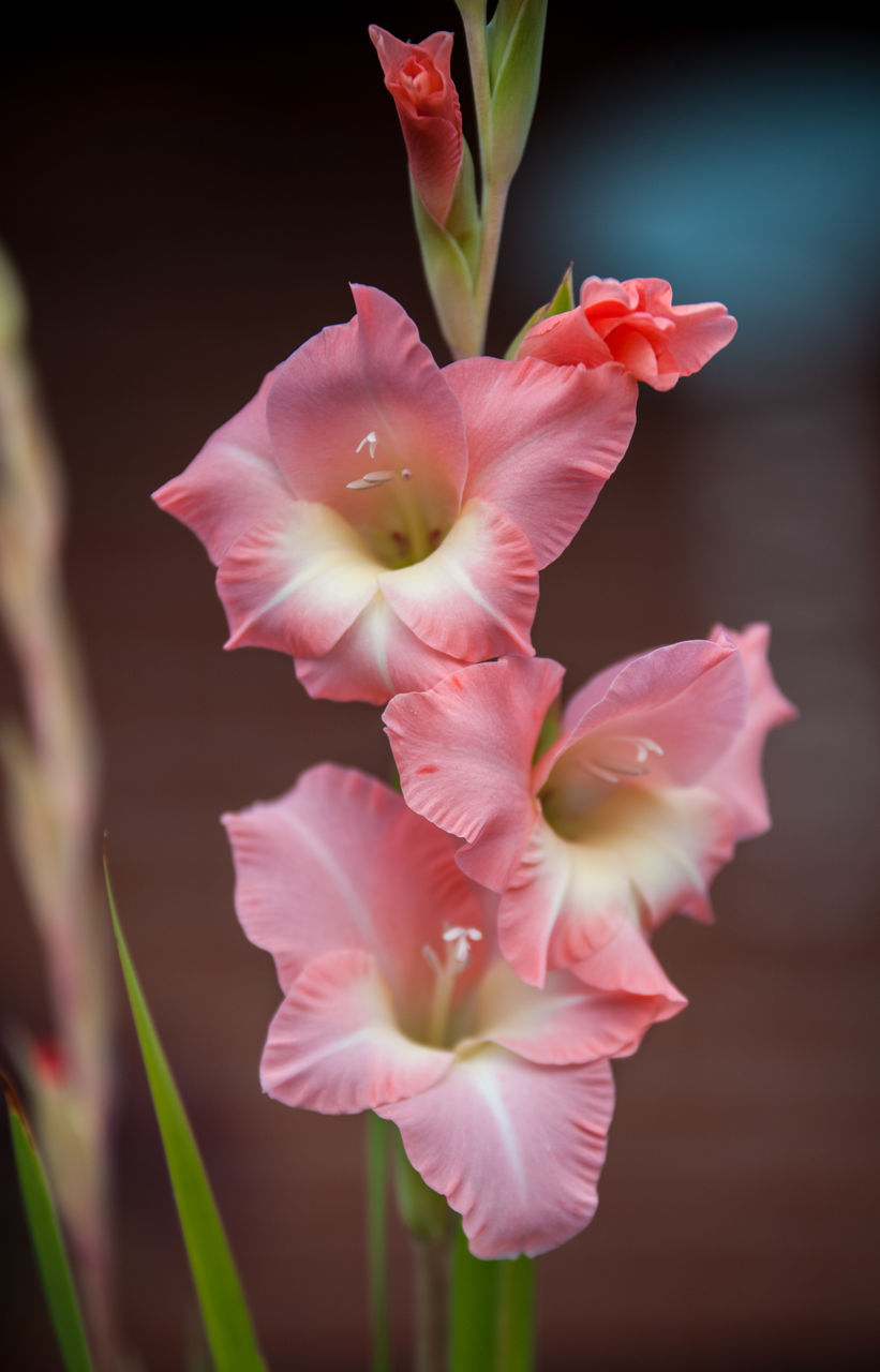 CLOSE-UP OF PINK FLOWERING PLANTS