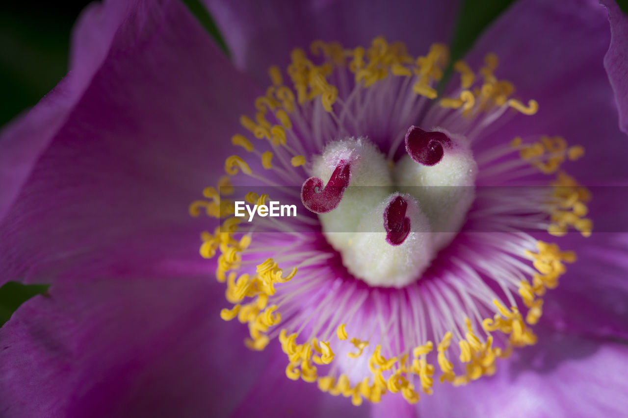 Close-up of flower against blurred background