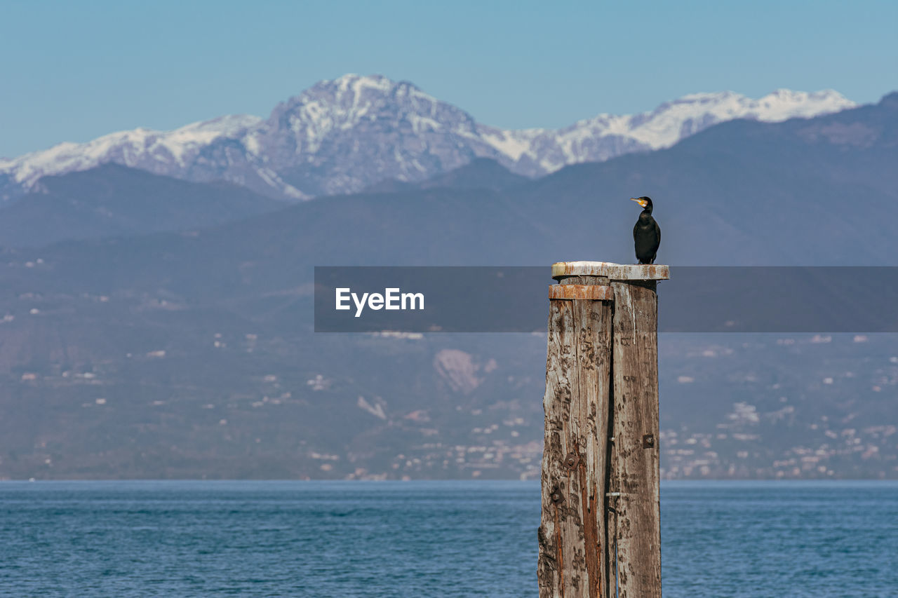 bird perching on wooden post by sea against sky