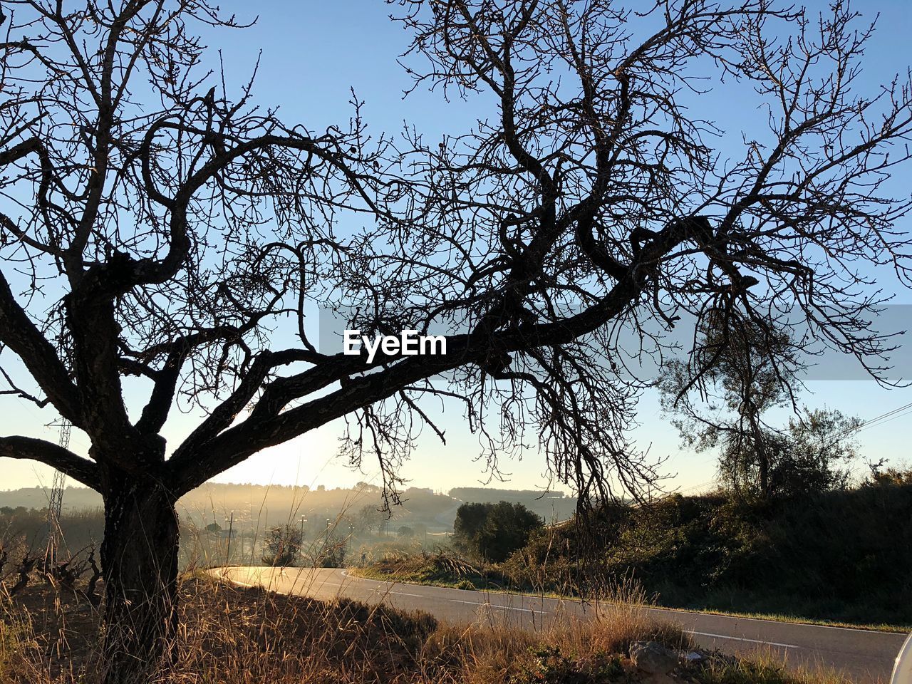 TREE ON FIELD AGAINST CLEAR SKY