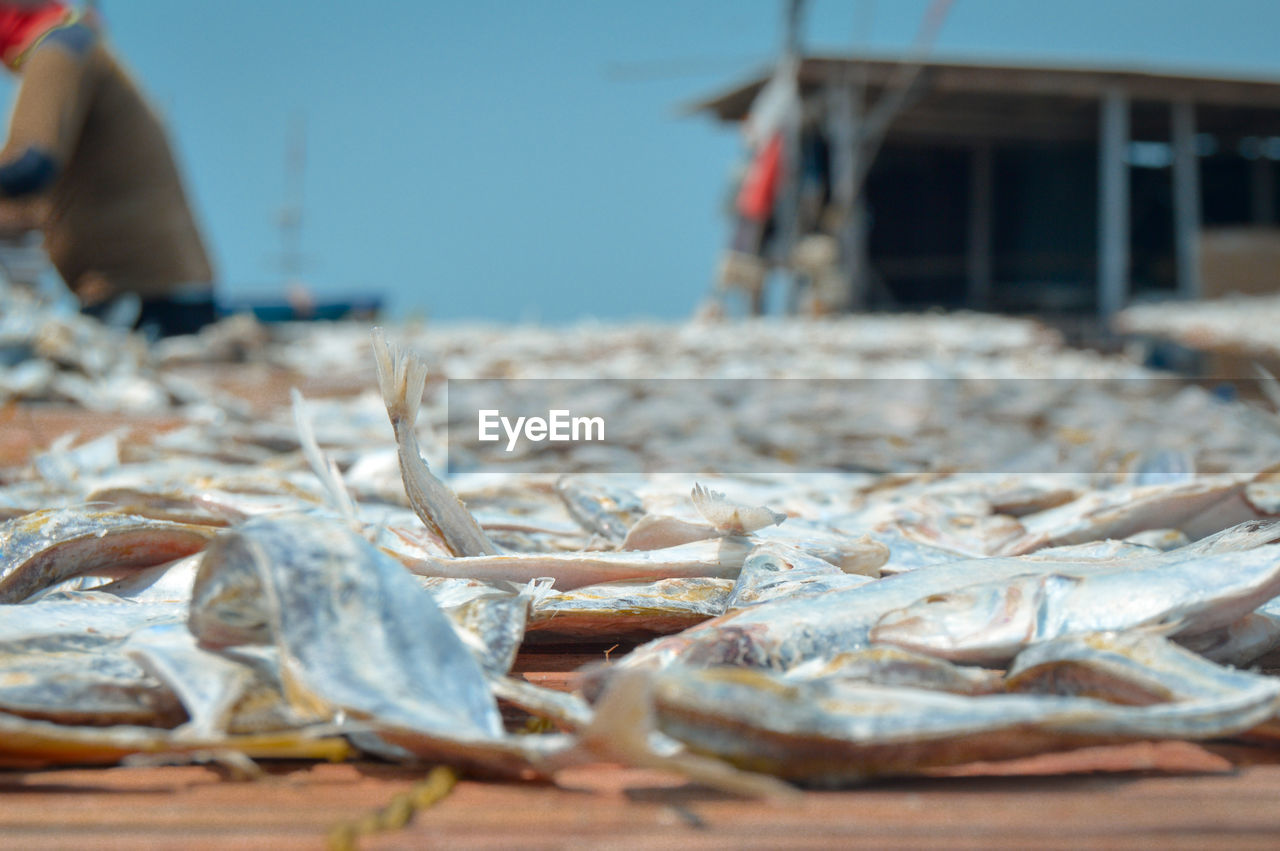 Dried fish for sale 