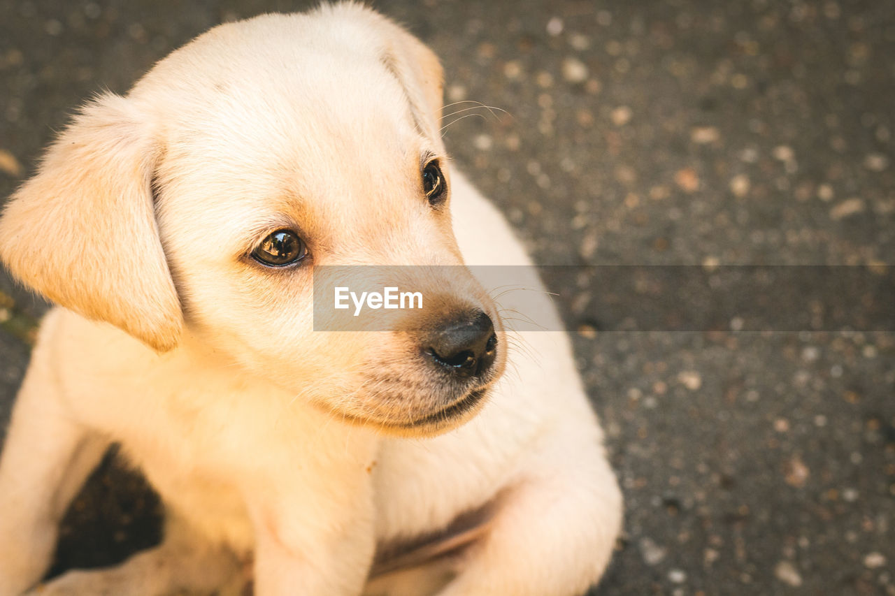 Close-up portrait of a dog