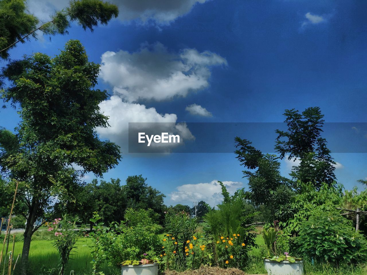 LOW ANGLE VIEW OF PLANTS AGAINST SKY