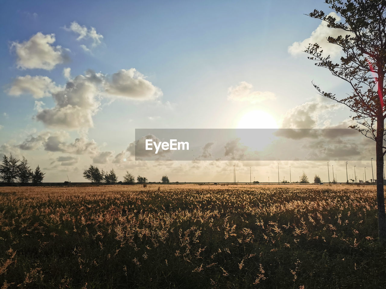 SCENIC VIEW OF FIELD AGAINST SKY DURING SUNSET