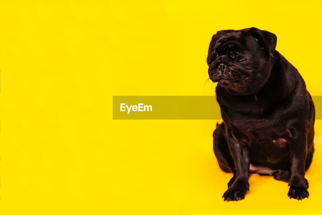 one animal, animal themes, animal, pet, dog, canine, mammal, domestic animals, yellow, lap dog, pug, studio shot, copy space, black, no people, colored background, yellow background, carnivore, portrait, indoors, full length, sitting, looking, puppy, young animal, purebred dog