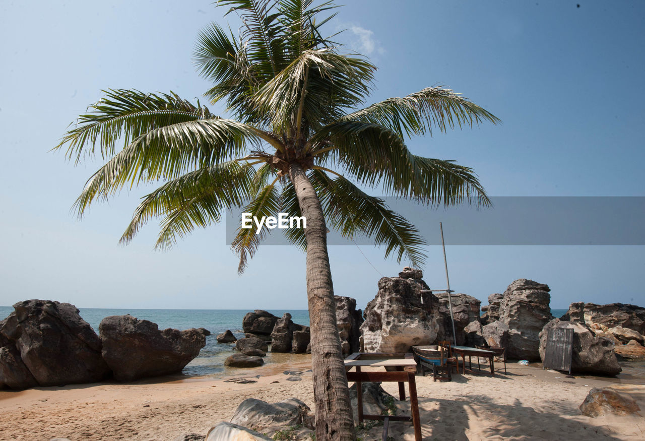 SCENIC VIEW OF PALM TREES ON BEACH AGAINST SKY