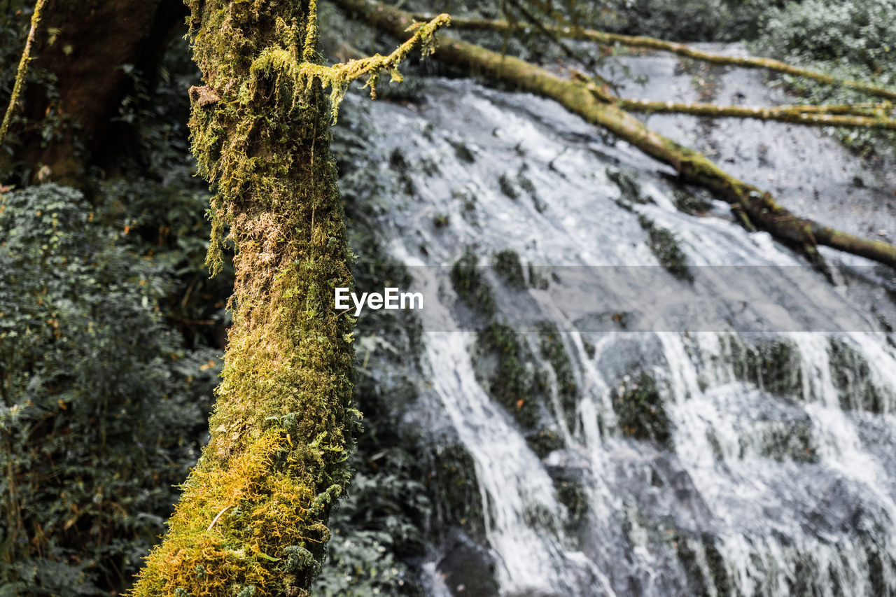 Close-up of mossy tree trunk against waterfall in forest