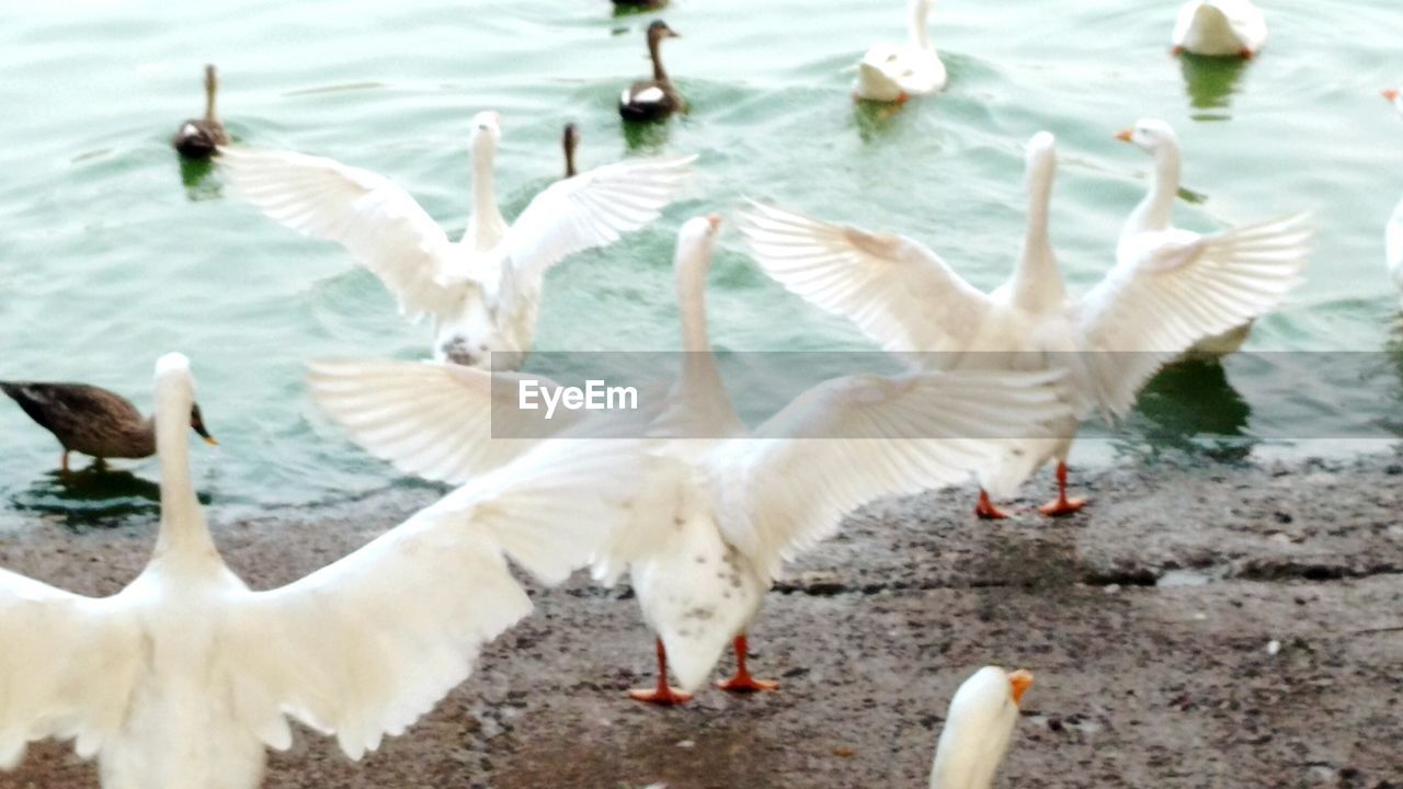 VIEW OF BIRDS IN WATER