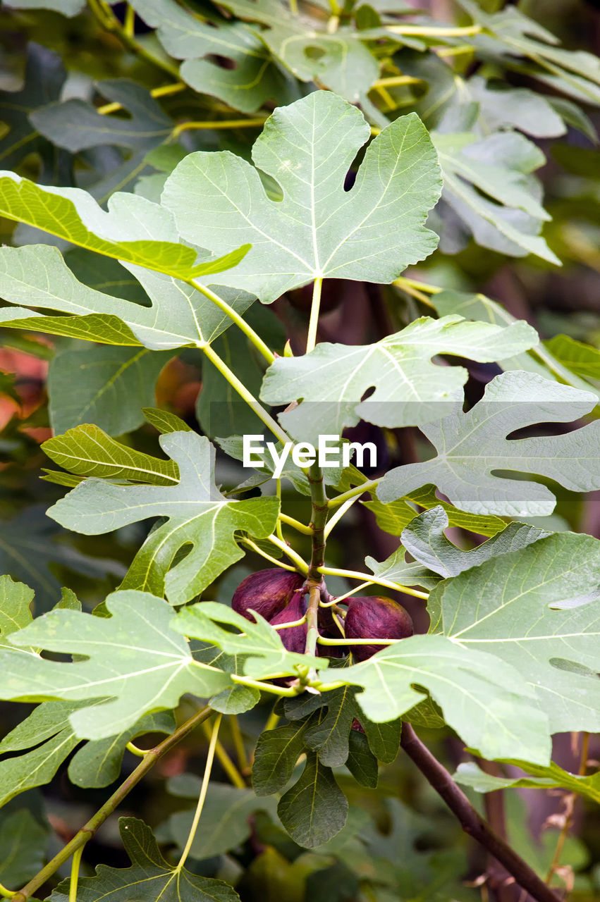 CLOSE-UP OF GREEN PLANTS