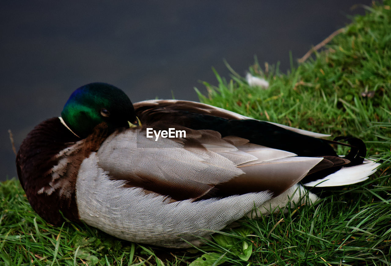 CLOSE-UP OF MALLARD DUCK ON GRASS