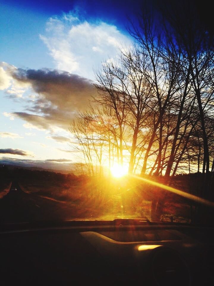 SUN SHINING THROUGH TREES