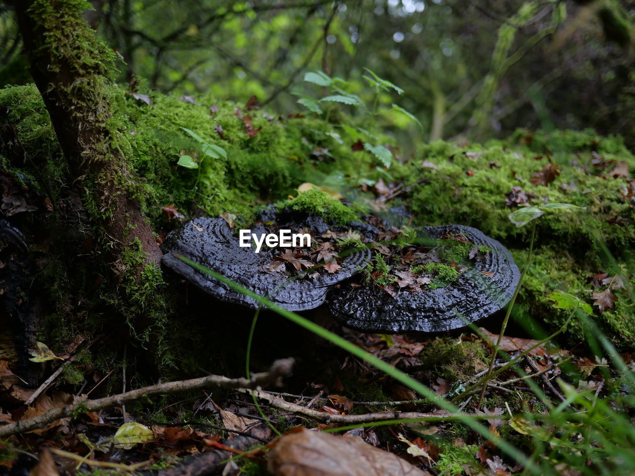 CLOSE-UP OF LIZARD ON ROCK IN FOREST