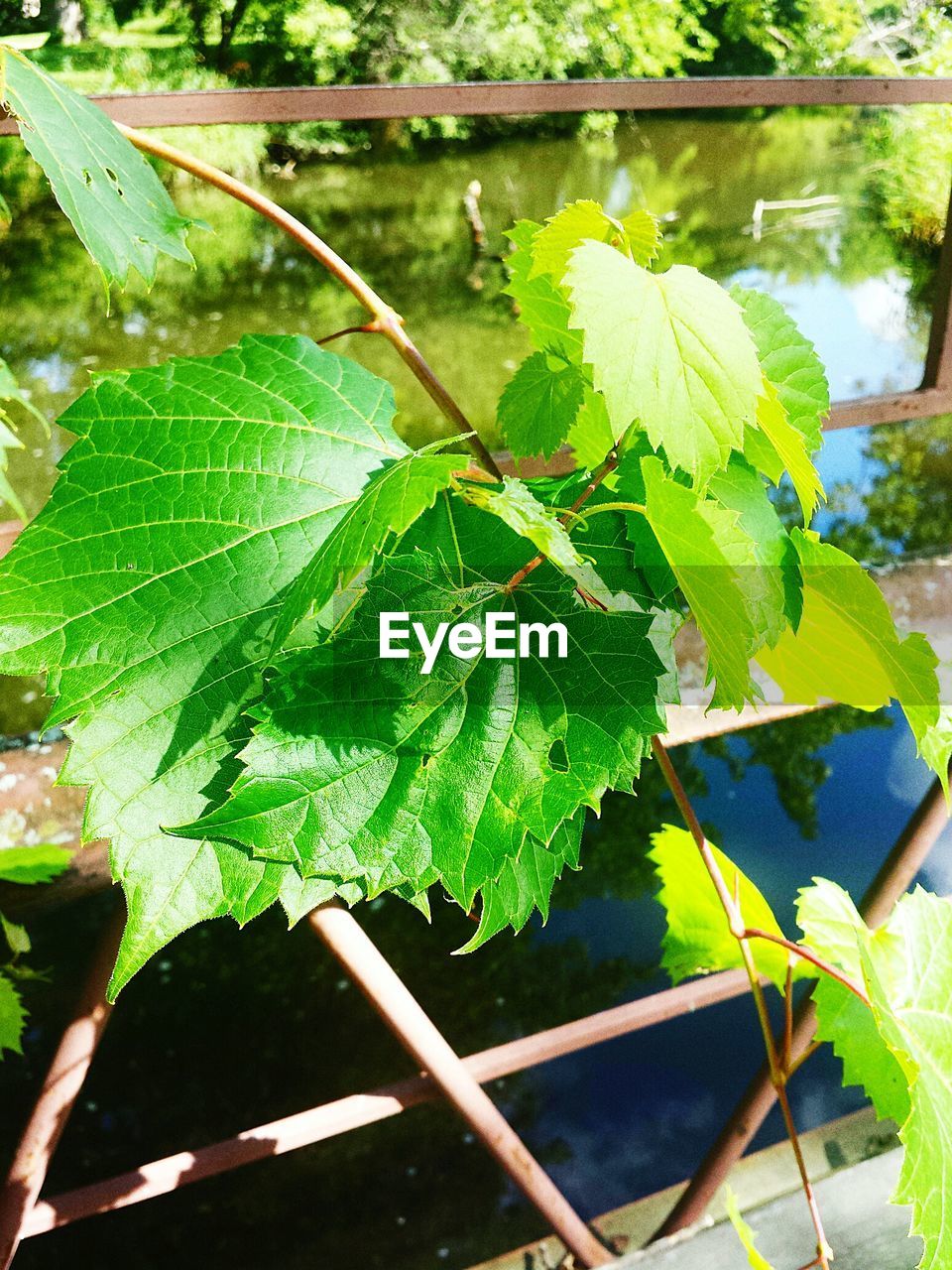 CLOSE-UP OF FRESH GREEN PLANT