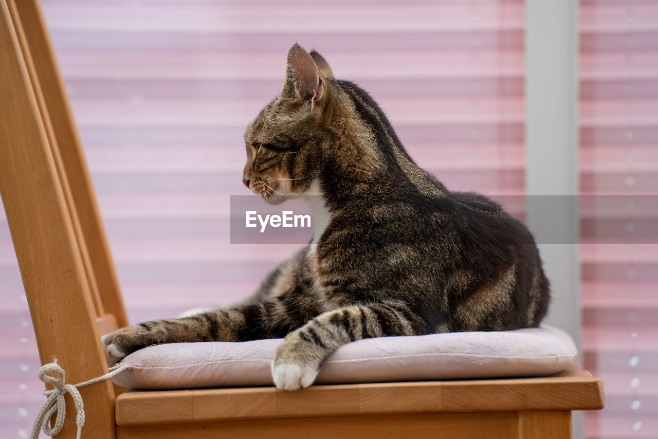 Cat sitting on chair at home