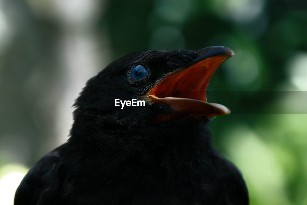 Close-up of a bird