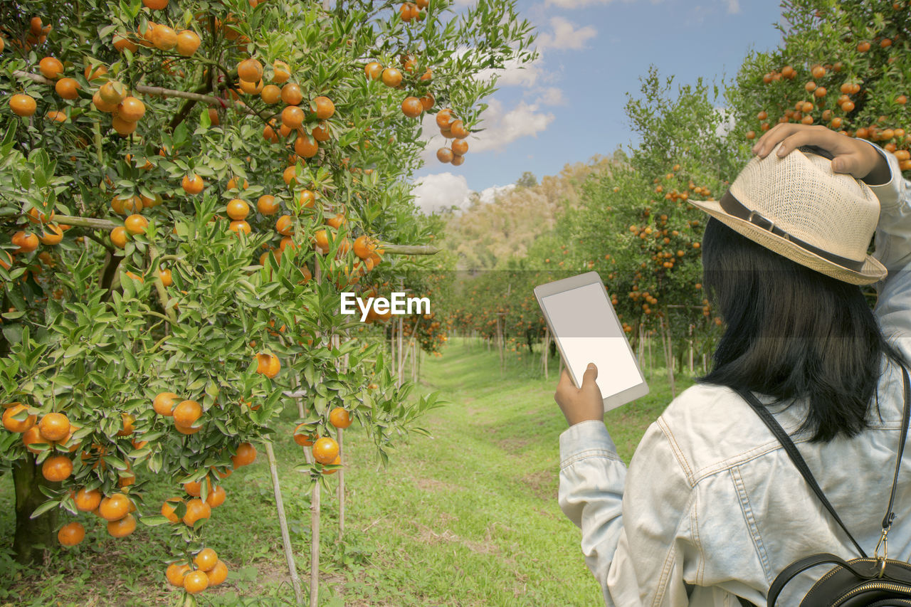 Young female tourists in an orange orchard