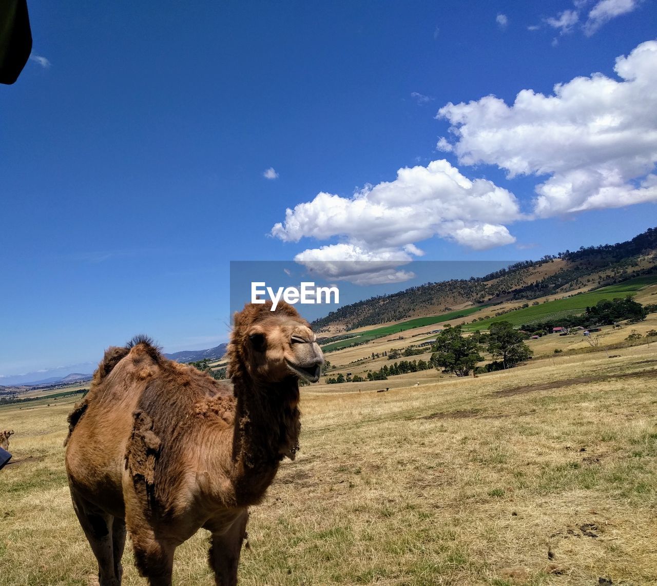 HORSE STANDING ON FIELD