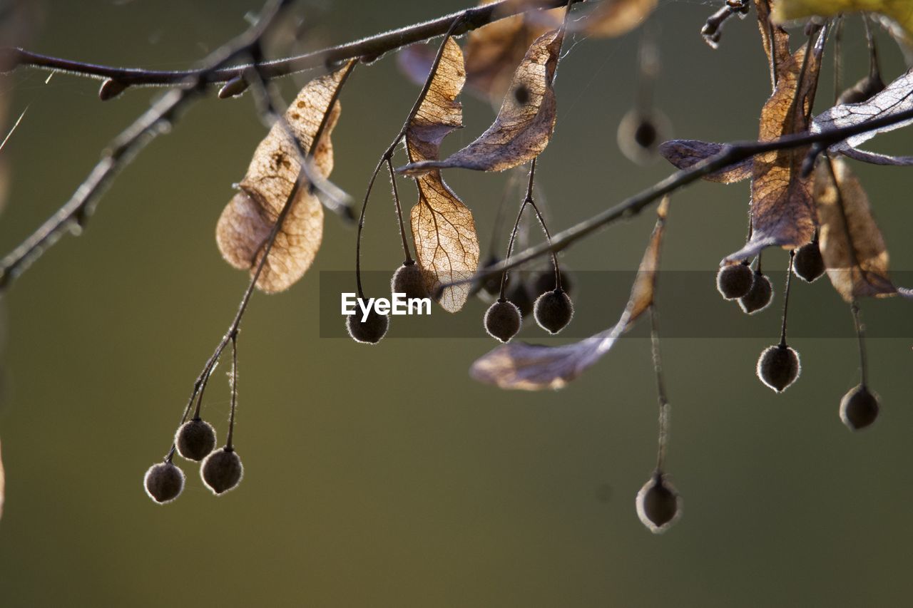 twig, branch, hanging, leaf, macro photography, no people, flower, focus on foreground, close-up, nature, plant, tree, outdoors, day, plant stem