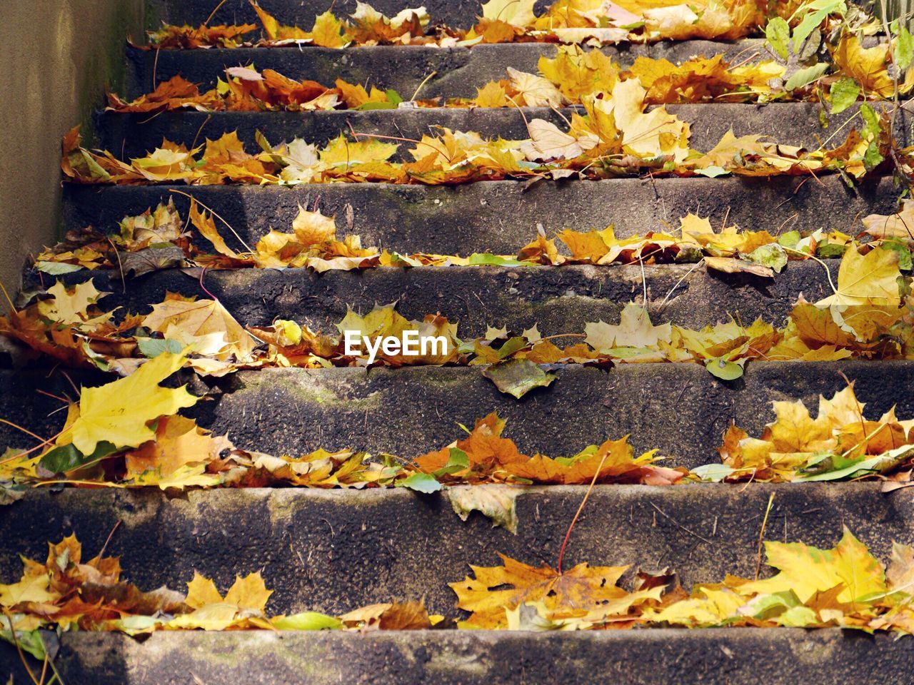 CLOSE-UP OF AUTUMN LEAVES ON STONE