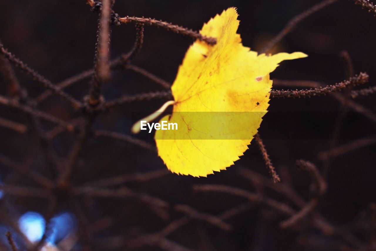 CLOSE-UP OF PLANT AGAINST BLURRED BACKGROUND