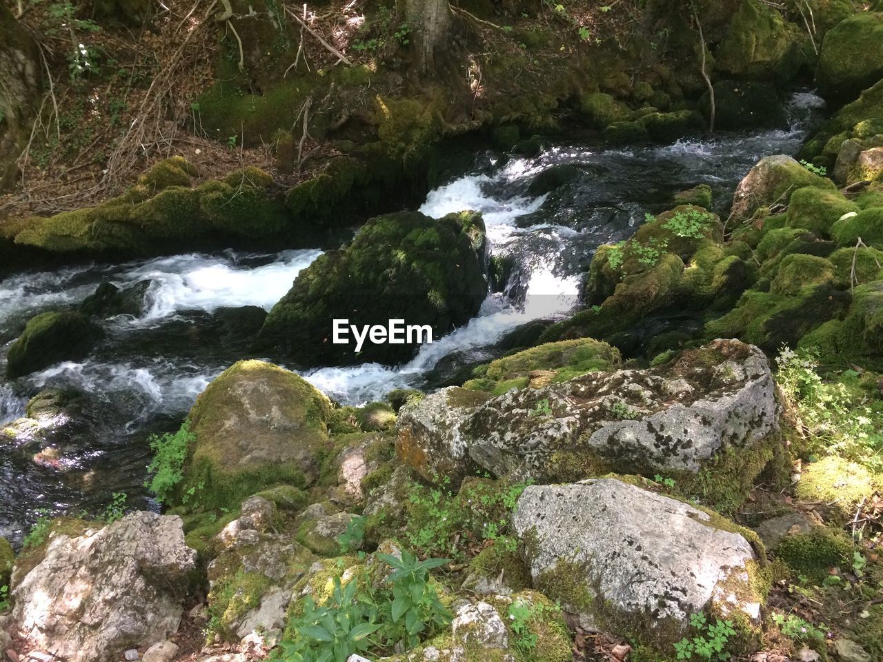 RIVER FLOWING IN FOREST