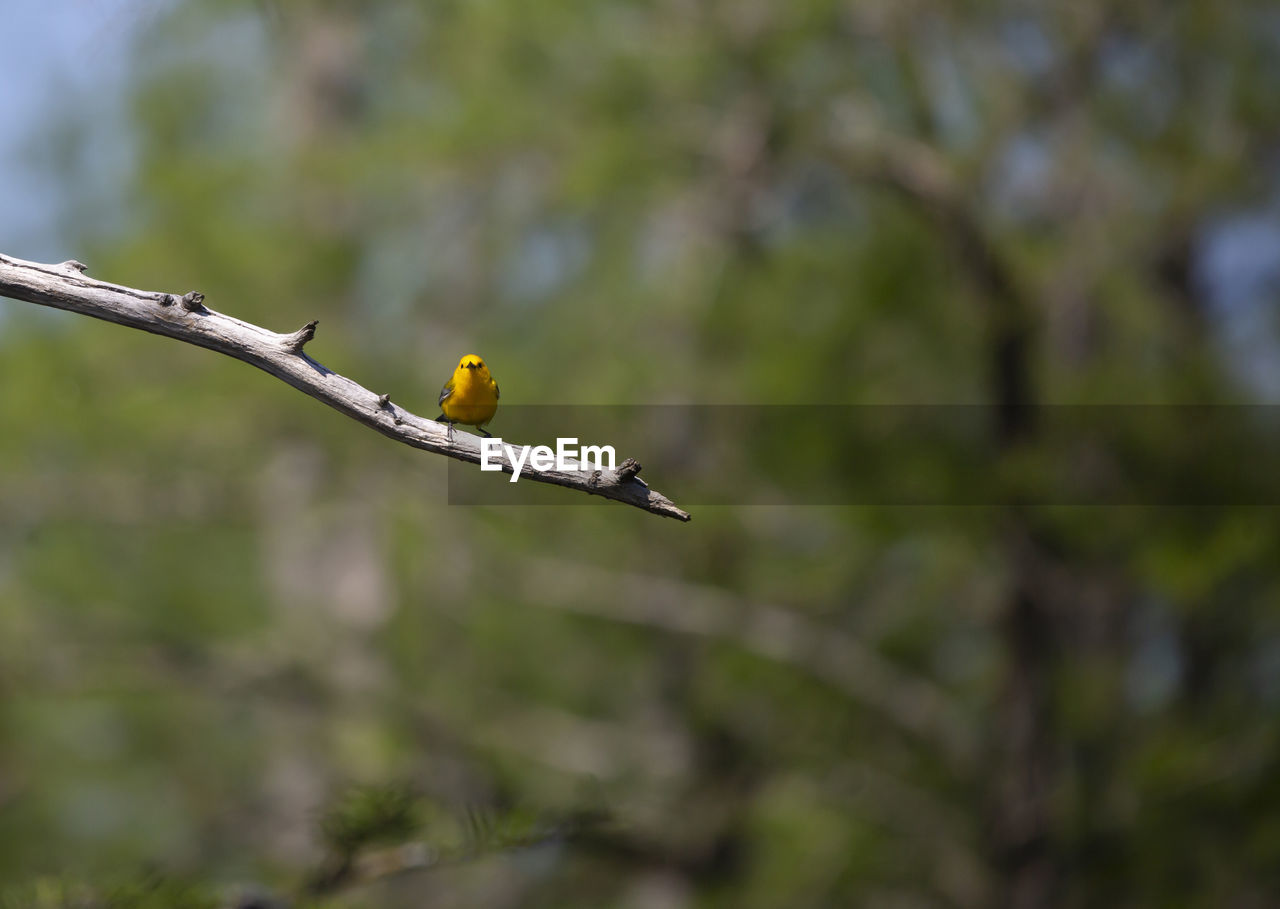 Prothonotary warbler protonotaria citrea perched on a tree limb