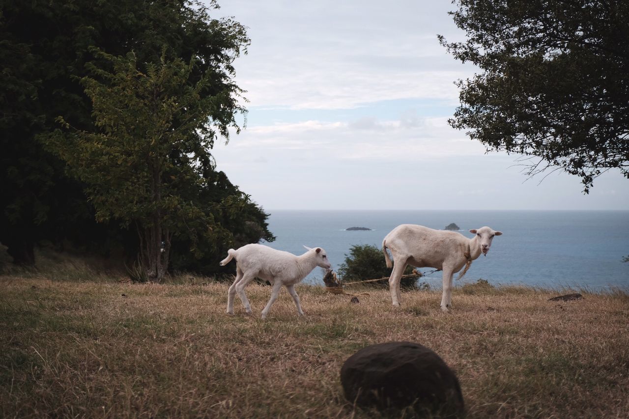 HORSES STANDING IN FIELD