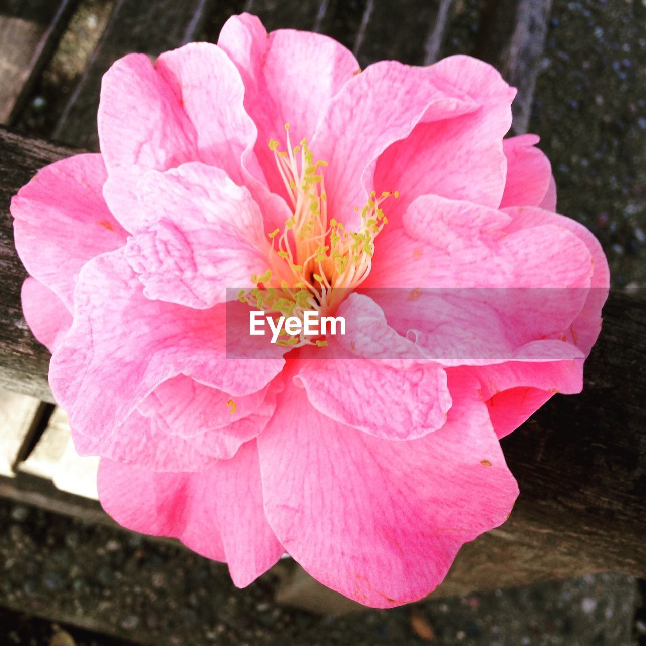 CLOSE-UP OF PINK FLOWER