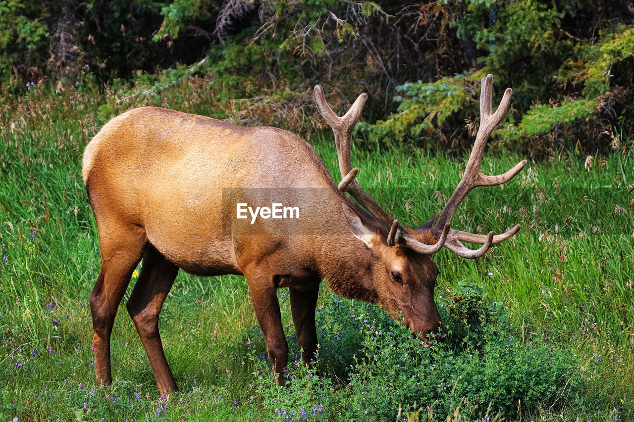 A male bull elk eats fresh clover.