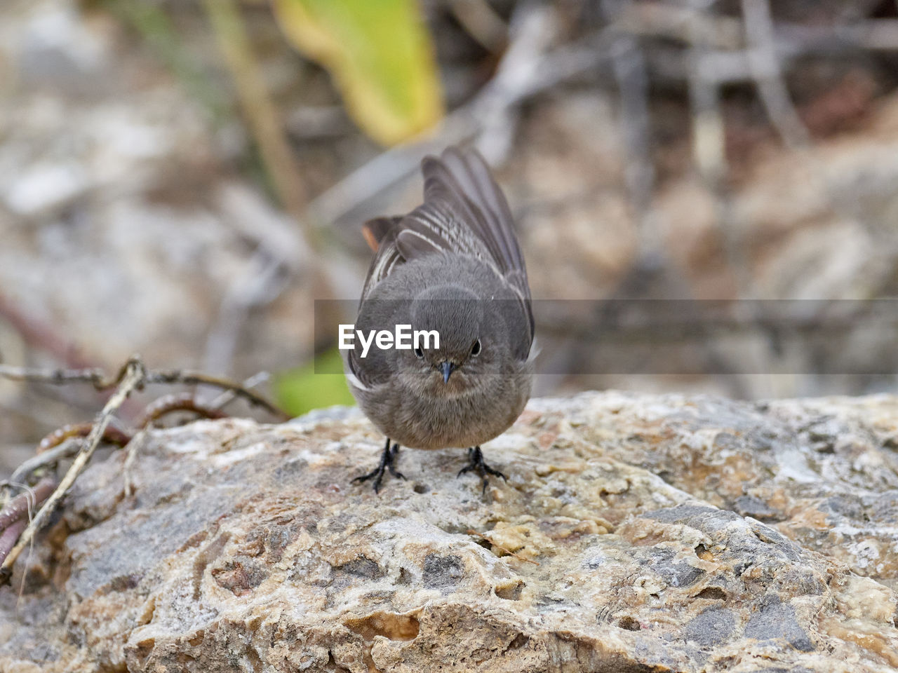 animal themes, animal, animal wildlife, wildlife, bird, one animal, nature, no people, close-up, full length, focus on foreground, perching, outdoors, portrait, day, environment, dove - bird, rock, gray, land, outdoor pursuit