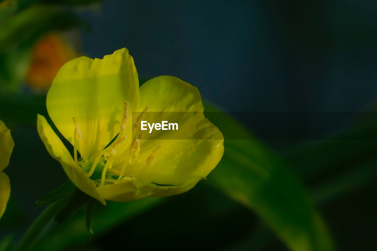 Close-up of yellow flowering plant