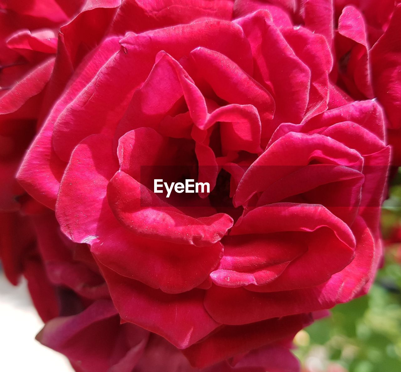 CLOSE-UP OF PINK ROSE IN RED FLOWER